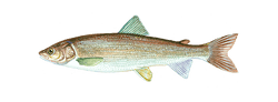 mountain whitefish